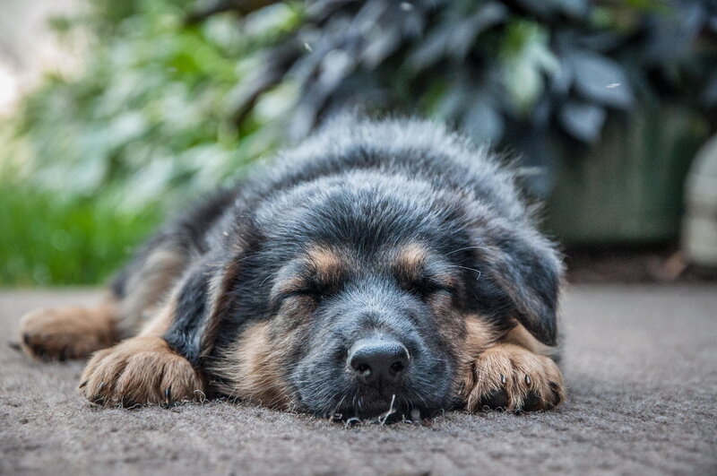 Sleeping Puppy — Black, Peaceful, Afternoon