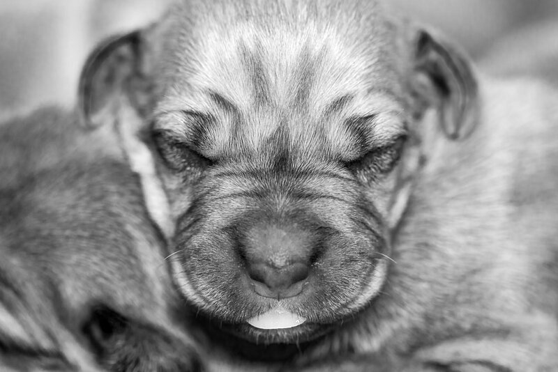 Sleeping Puppy — Black, Peaceful, Photograph