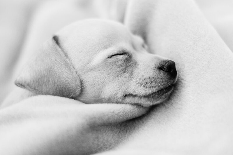 Sleeping Puppy — Black, Peaceful