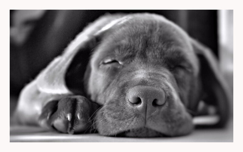 Sleeping Puppy — Black
