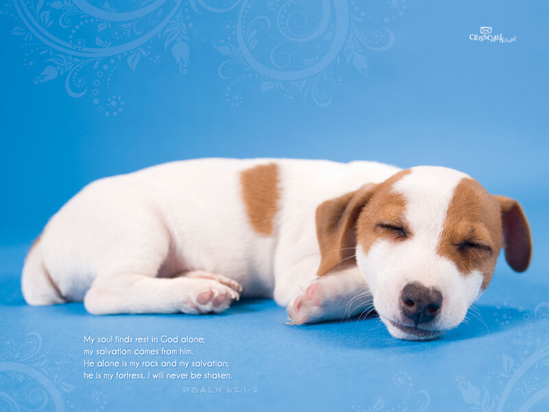 Sleeping Puppy — Blue