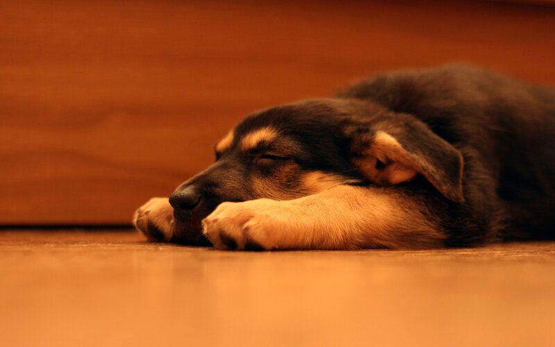 Sleeping Puppy — Brown, Calm, Photograph