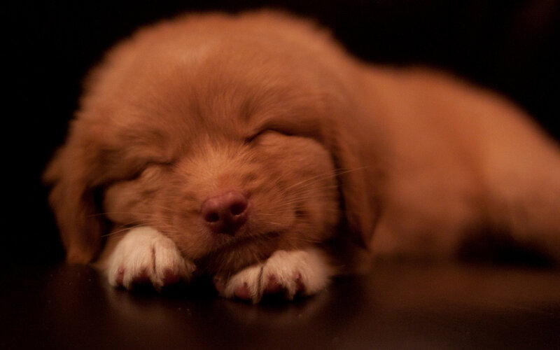 Sleeping Puppy — Brown, Calm