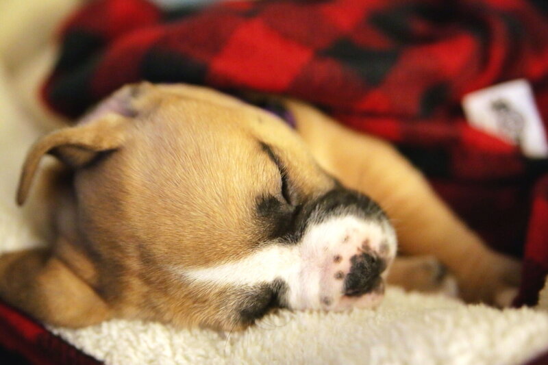 Sleeping Puppy — Brown, Peaceful, Photograph, Blanket