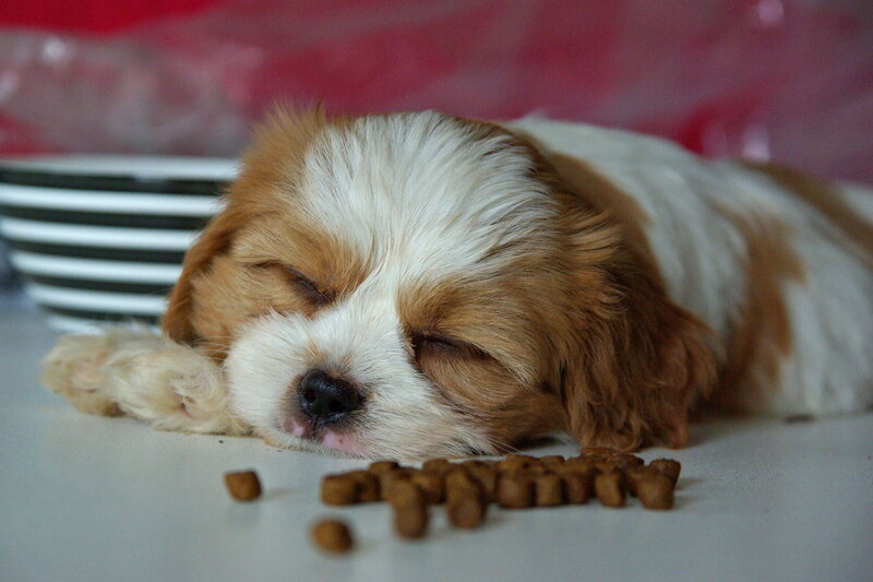 Sleeping Puppy — Brown, Peaceful, Photograph, Dog Food