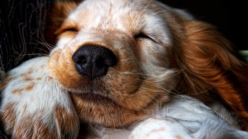Sleeping Puppy — Brown, Peaceful, Photograph, Paw