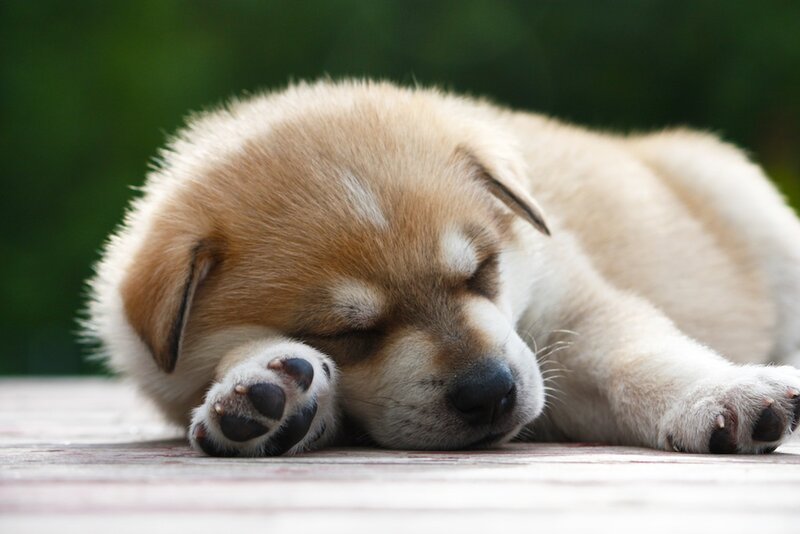 Sleeping Puppy — Brown, Peaceful, Photograph