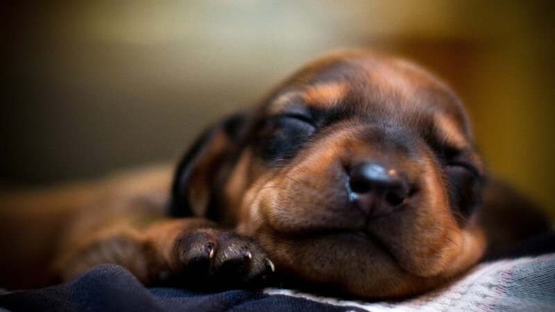 Sleeping Puppy — Brown, Peaceful