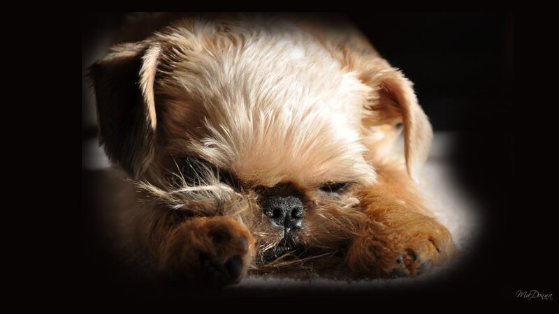Sleeping Puppy — Brown