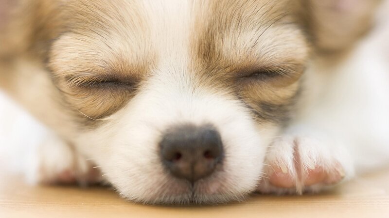 sleeping puppy close-up