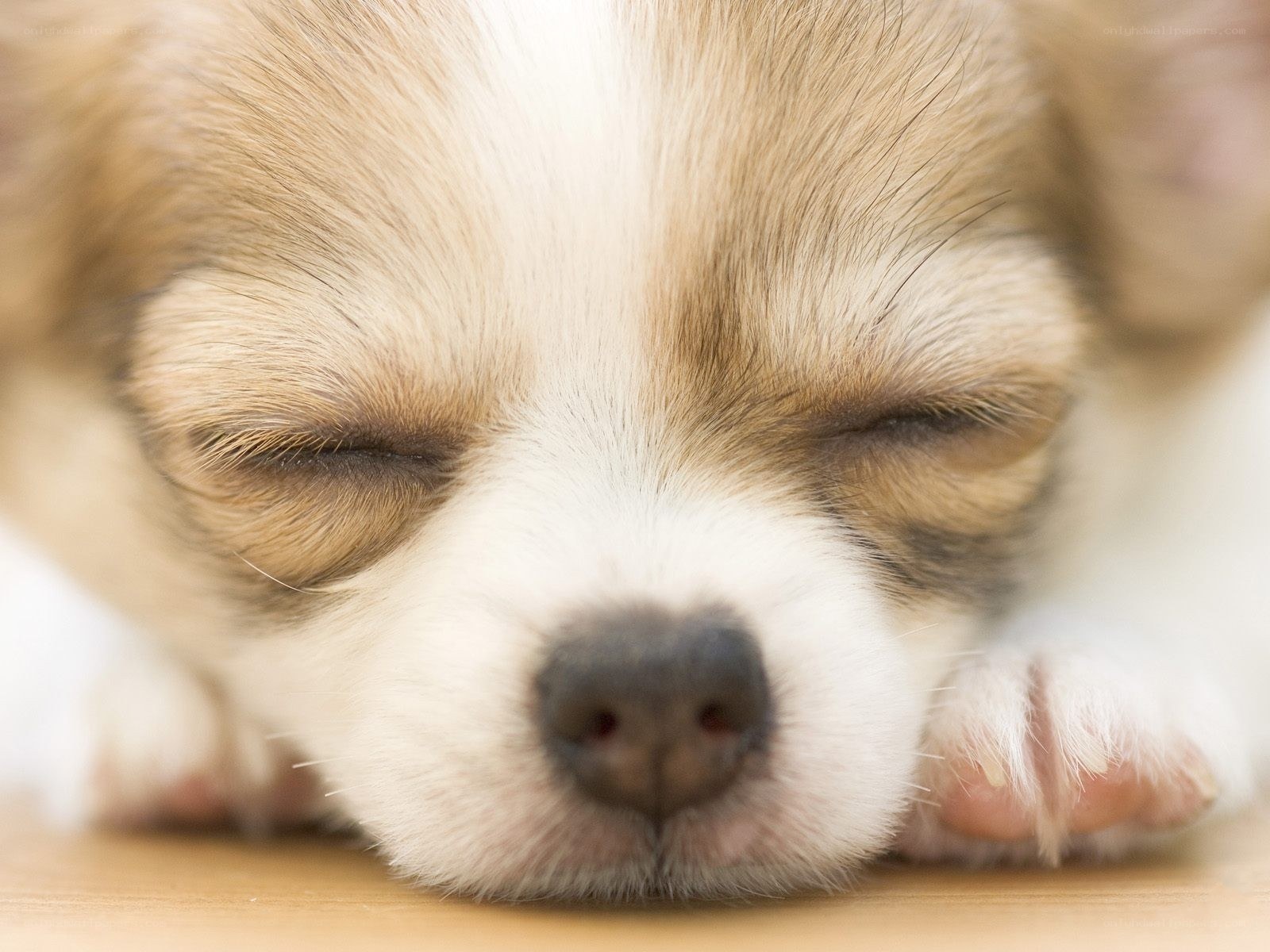 sleeping puppy close-up