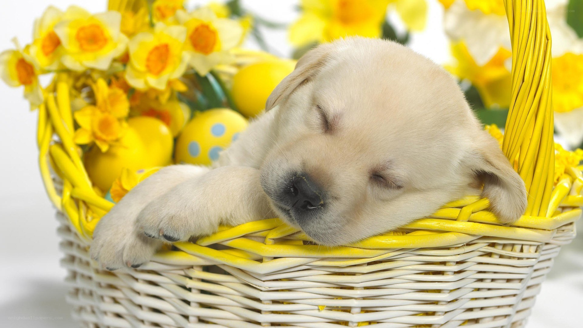 Sleeping puppy in a basket