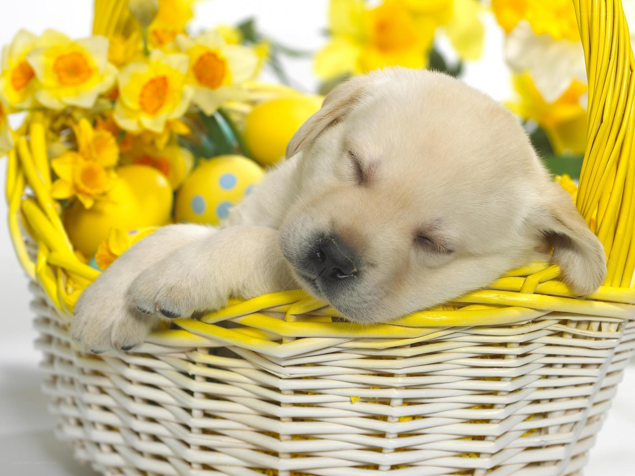 Sleeping puppy in a basket