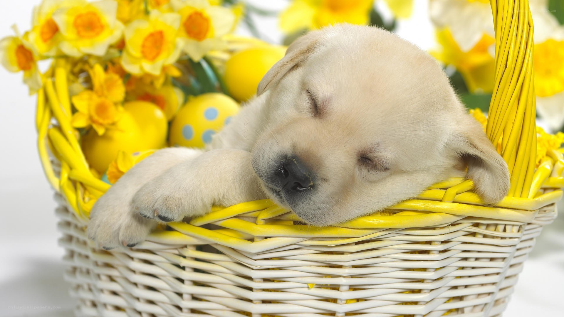 Sleeping puppy in a basket