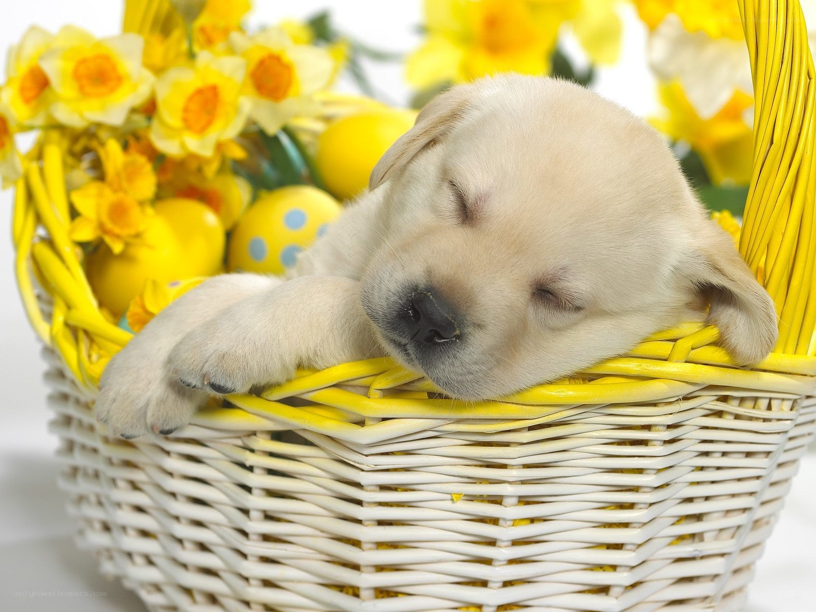 Sleeping puppy in a basket