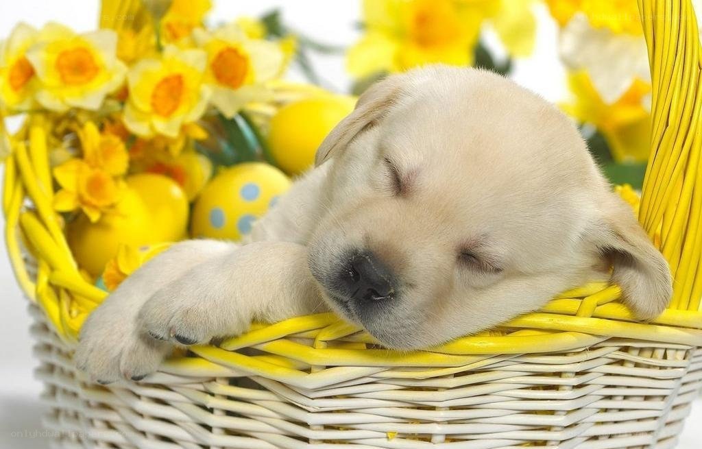 Sleeping puppy in a basket