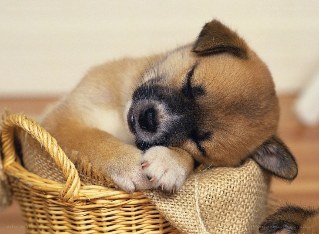 Sleeping puppy in basket