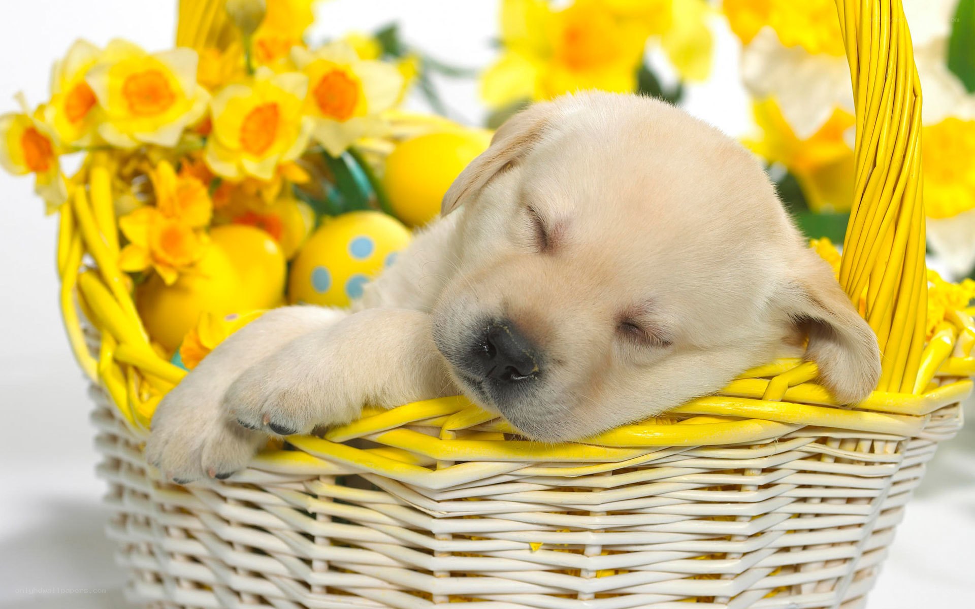 Sleeping puppy in basket