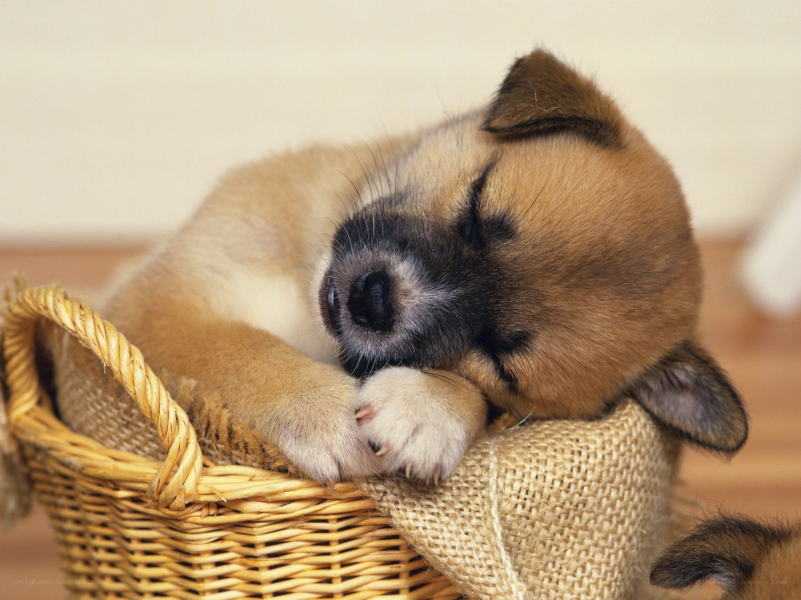 Sleeping puppy in basket