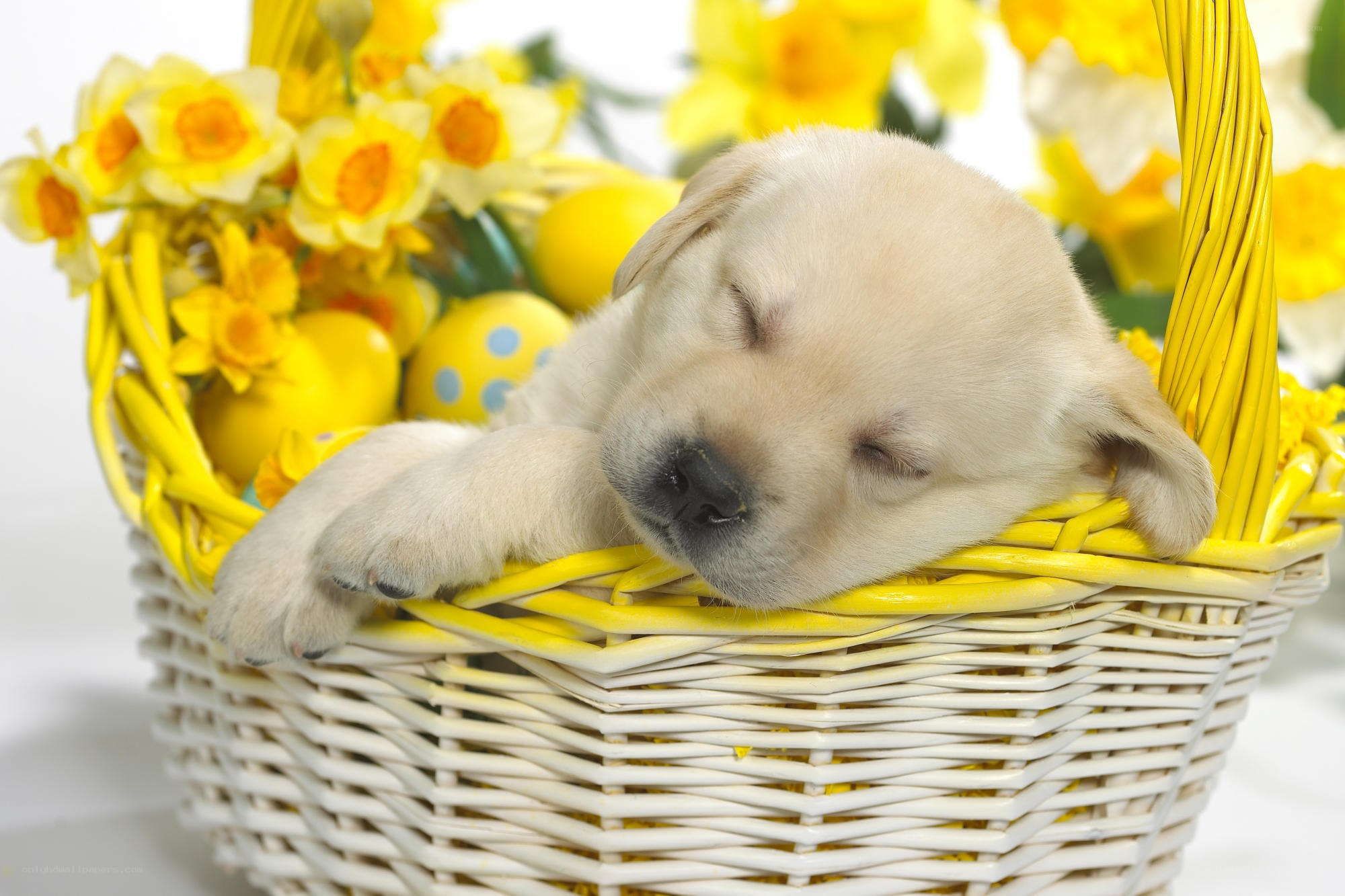 Sleeping puppy in basket