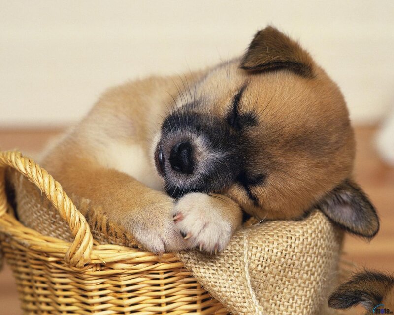Sleeping Puppy in Basket — Brown