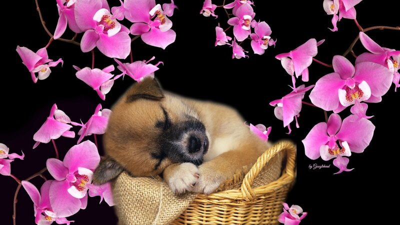 Sleeping Puppy in Basket — Pink