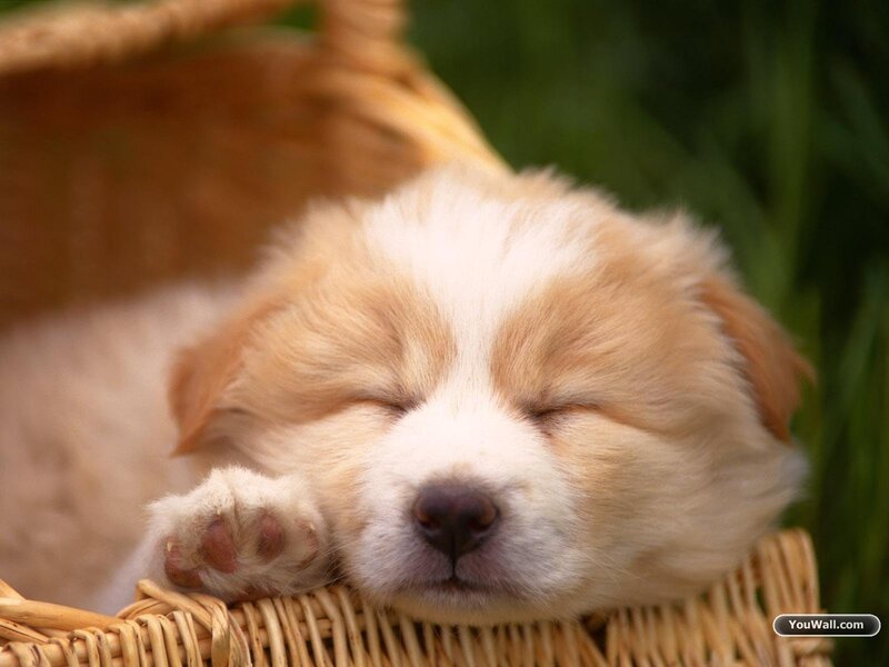 Sleeping Puppy in Basket — White