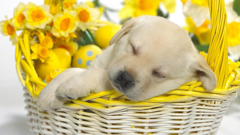 Sleeping Puppy in Basket — Yellow, Peaceful, Spring