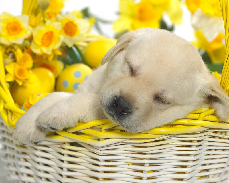Sleeping Puppy in Basket — Yellow, Peaceful