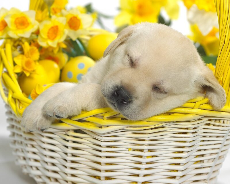 Sleeping Puppy in Basket — Yellow