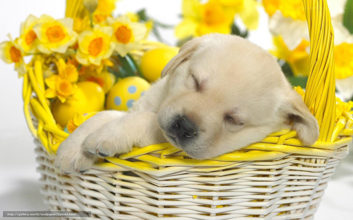 Sleeping puppy in basket