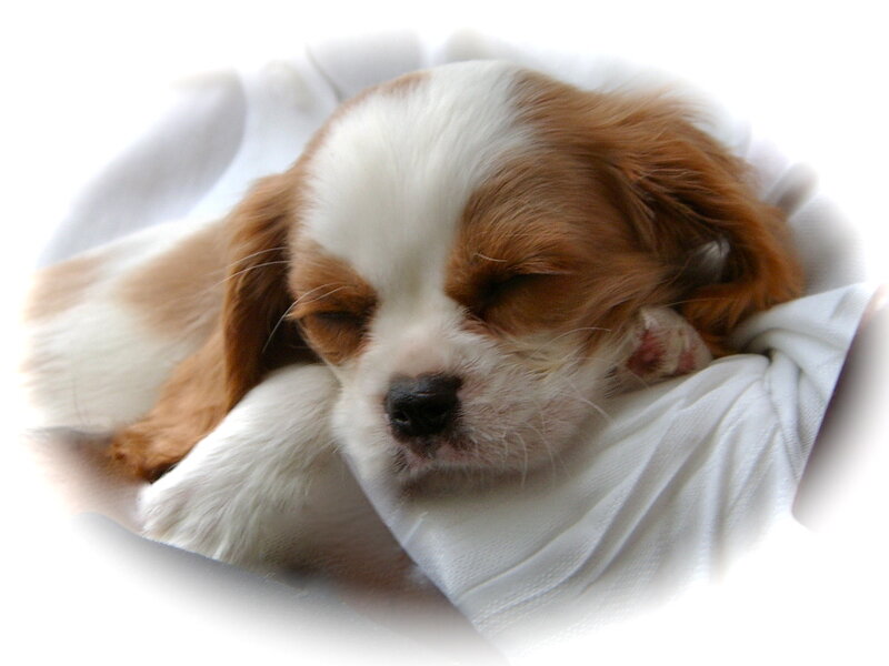 sleeping puppy in blanket