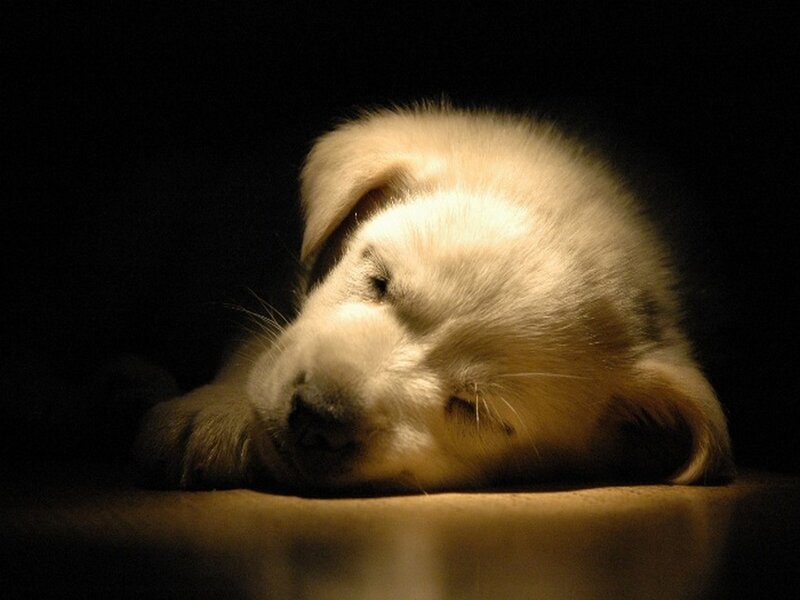 Sleeping puppy in dim light