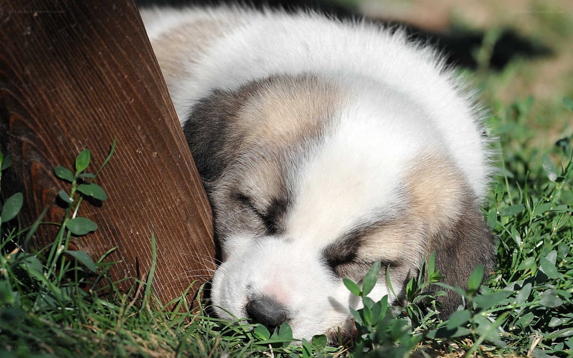 Sleeping puppy in grass