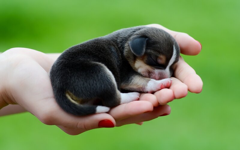 Sleeping Puppy in Hand