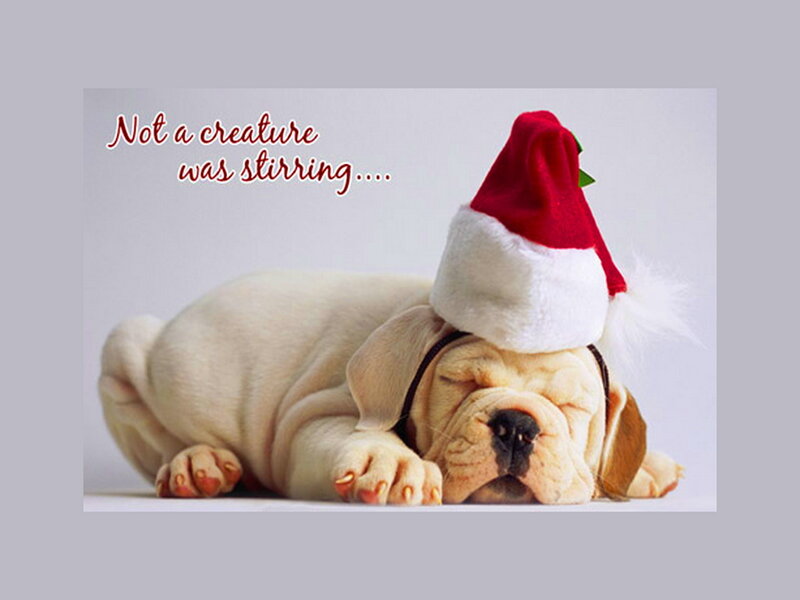 Sleeping Puppy in Hat