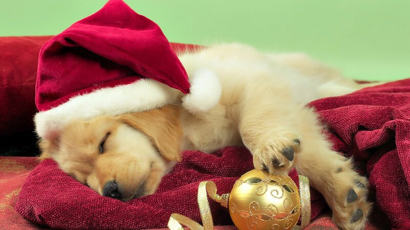 sleeping puppy in santa hat