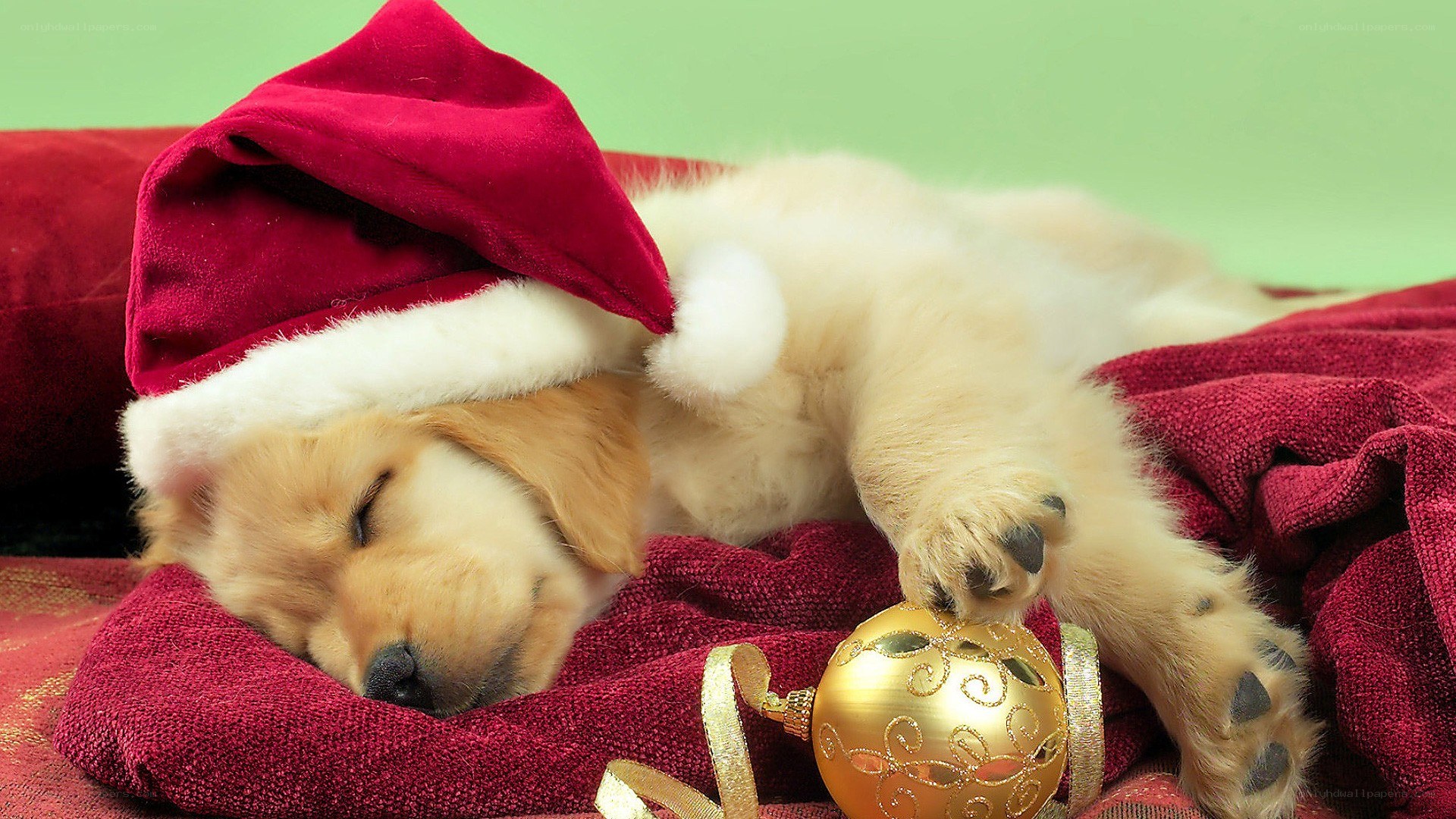 sleeping puppy in santa hat