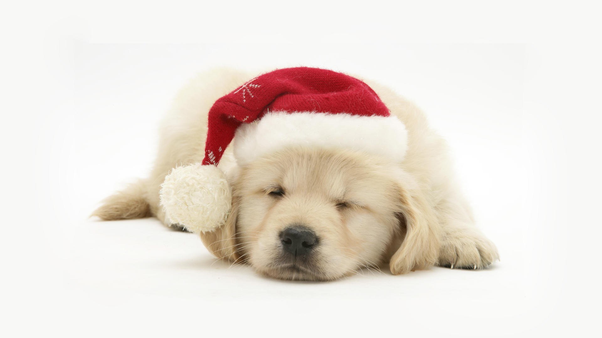 sleeping puppy in santa hat