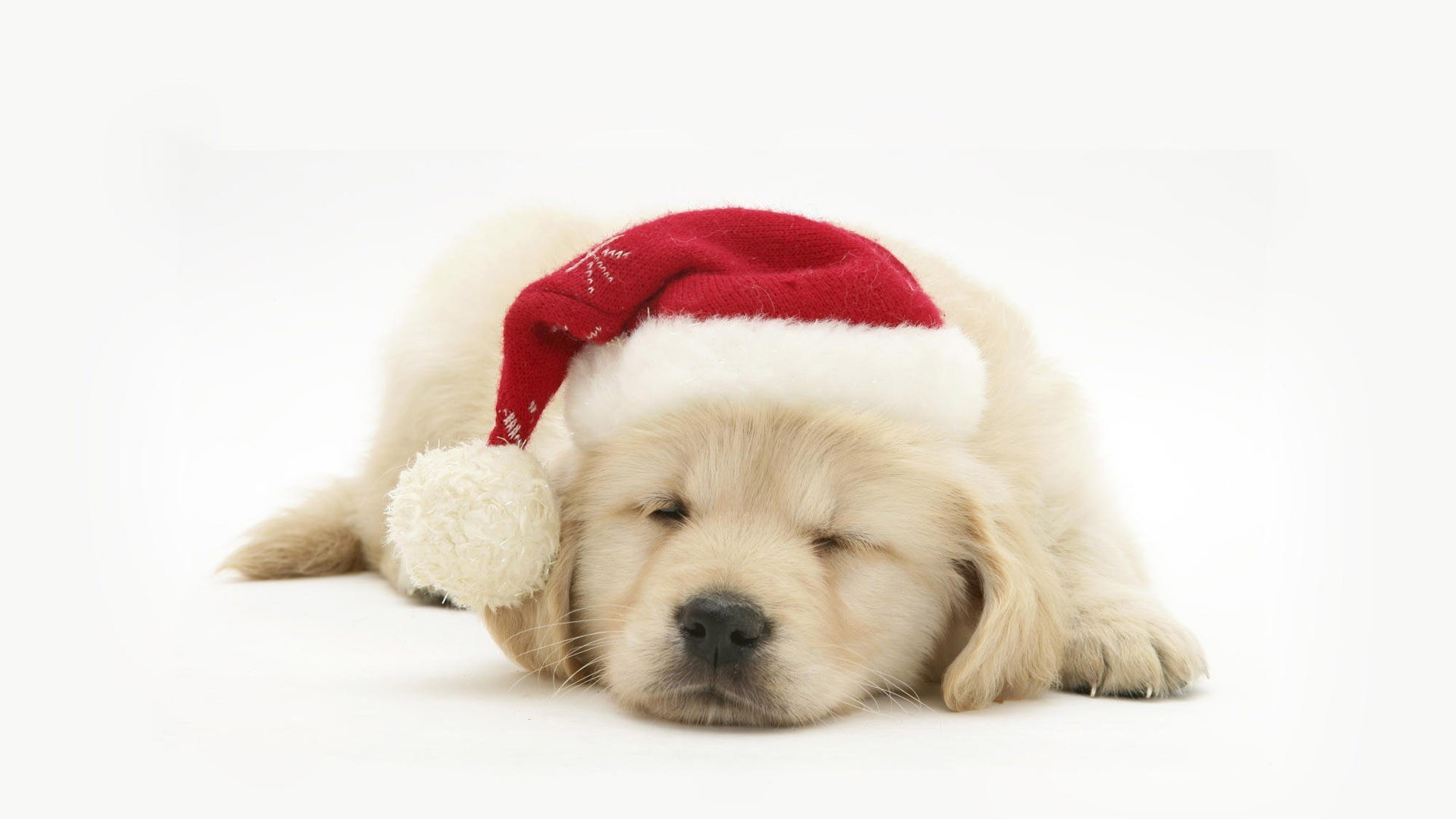 Sleeping puppy in Santa hat