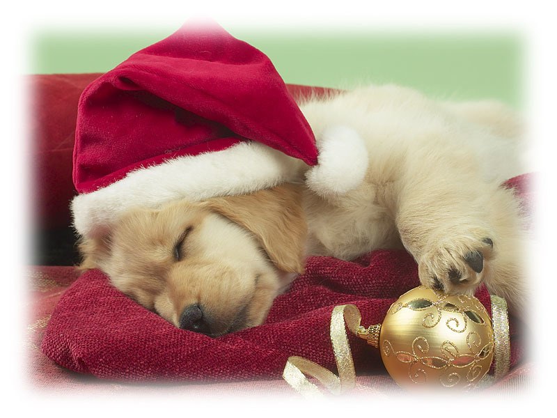 Sleeping puppy in Santa hat