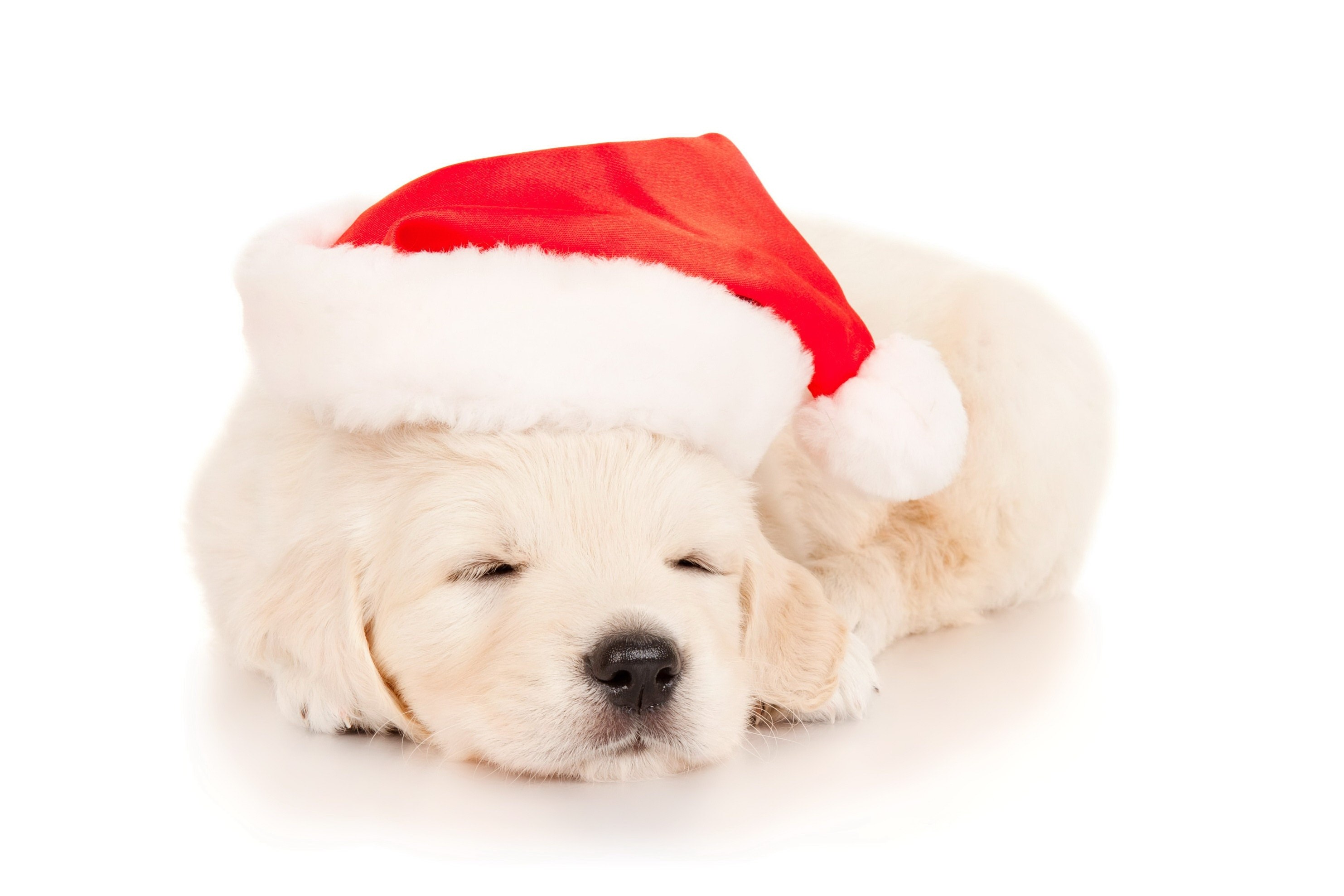 sleeping puppy in santa hat