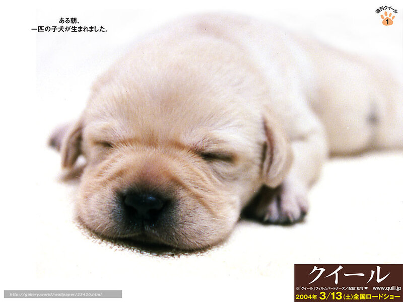 Sleeping puppy newborn