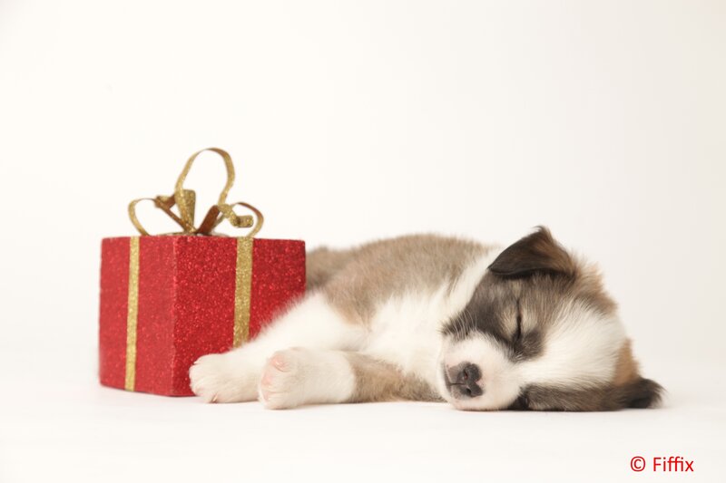 Sleeping Puppy Next to Gift