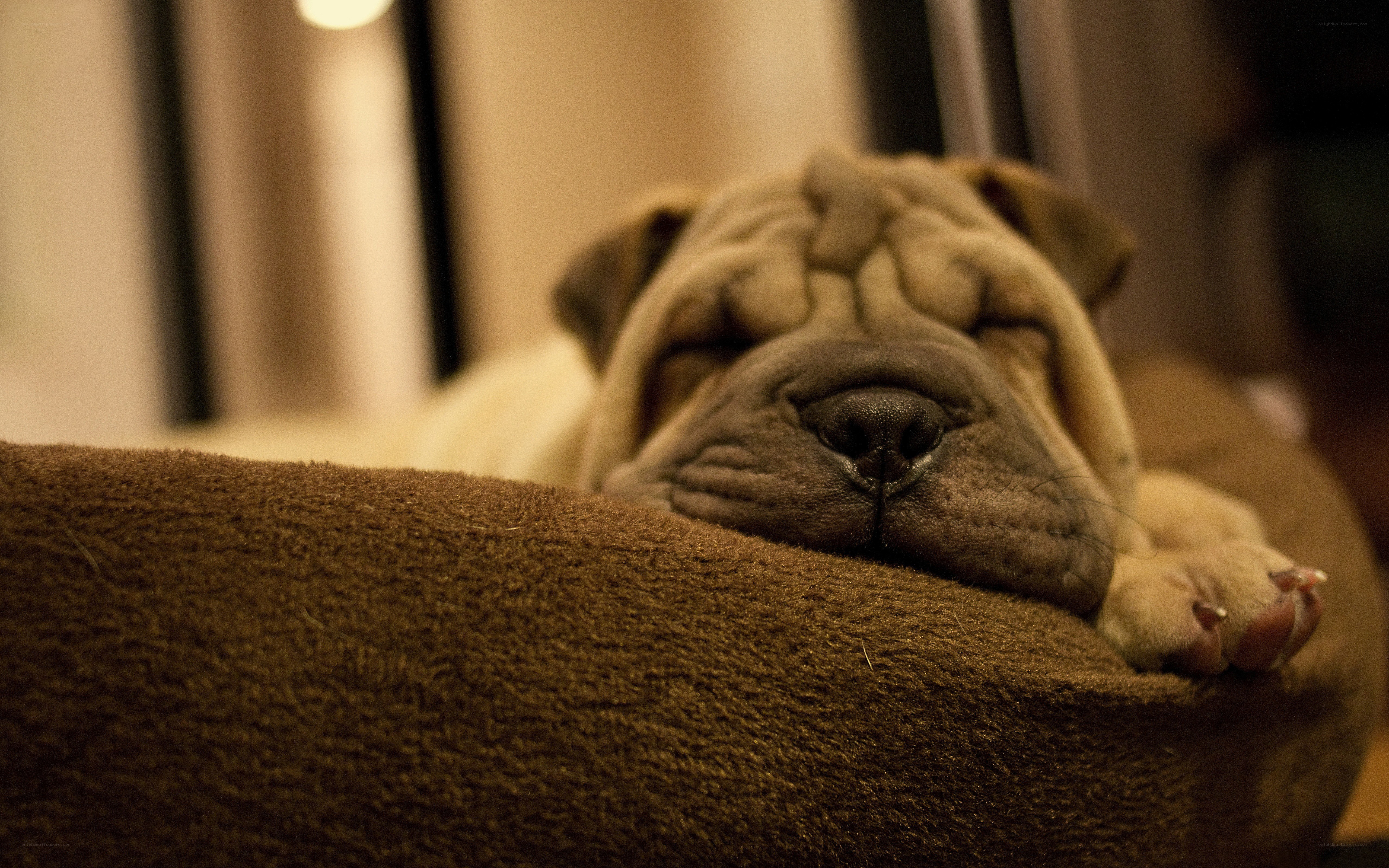 sleeping puppy on a bed