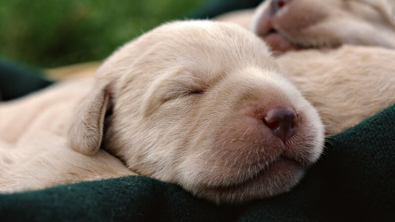Sleeping puppy on a blanket
