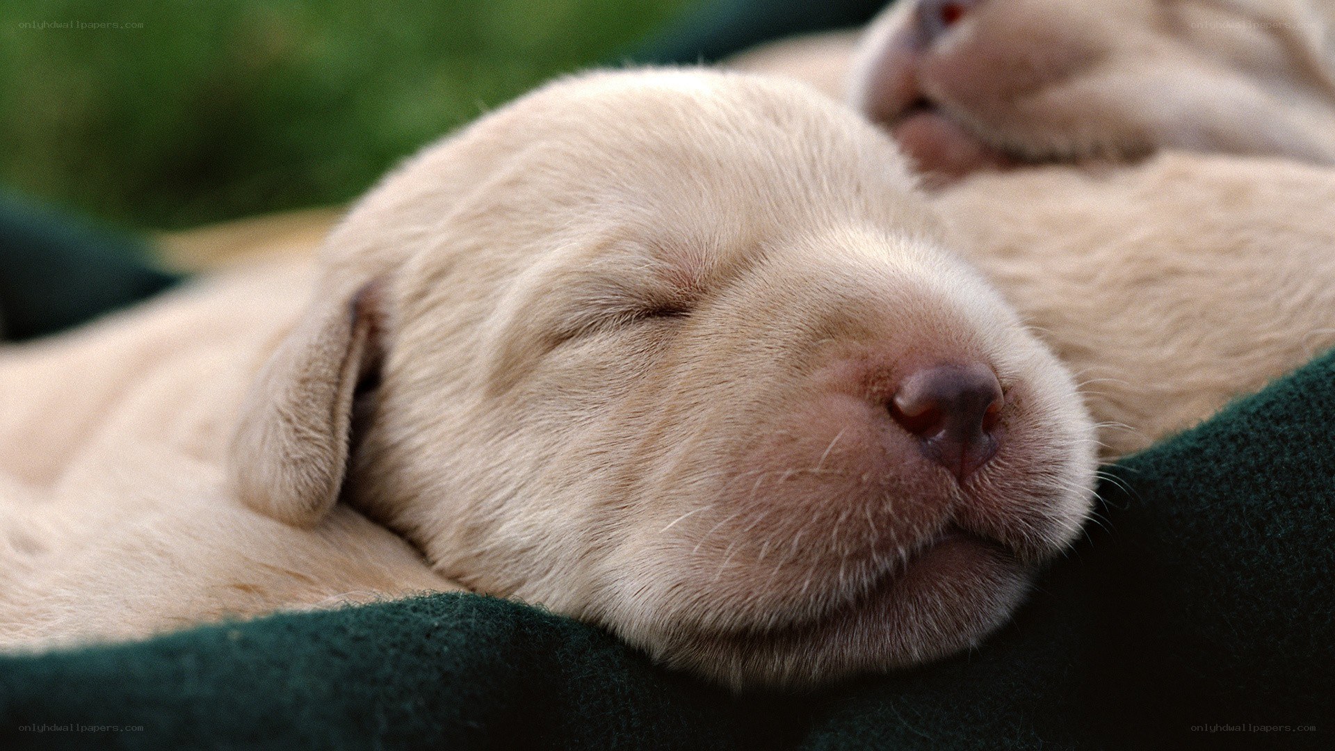 Sleeping puppy on a blanket