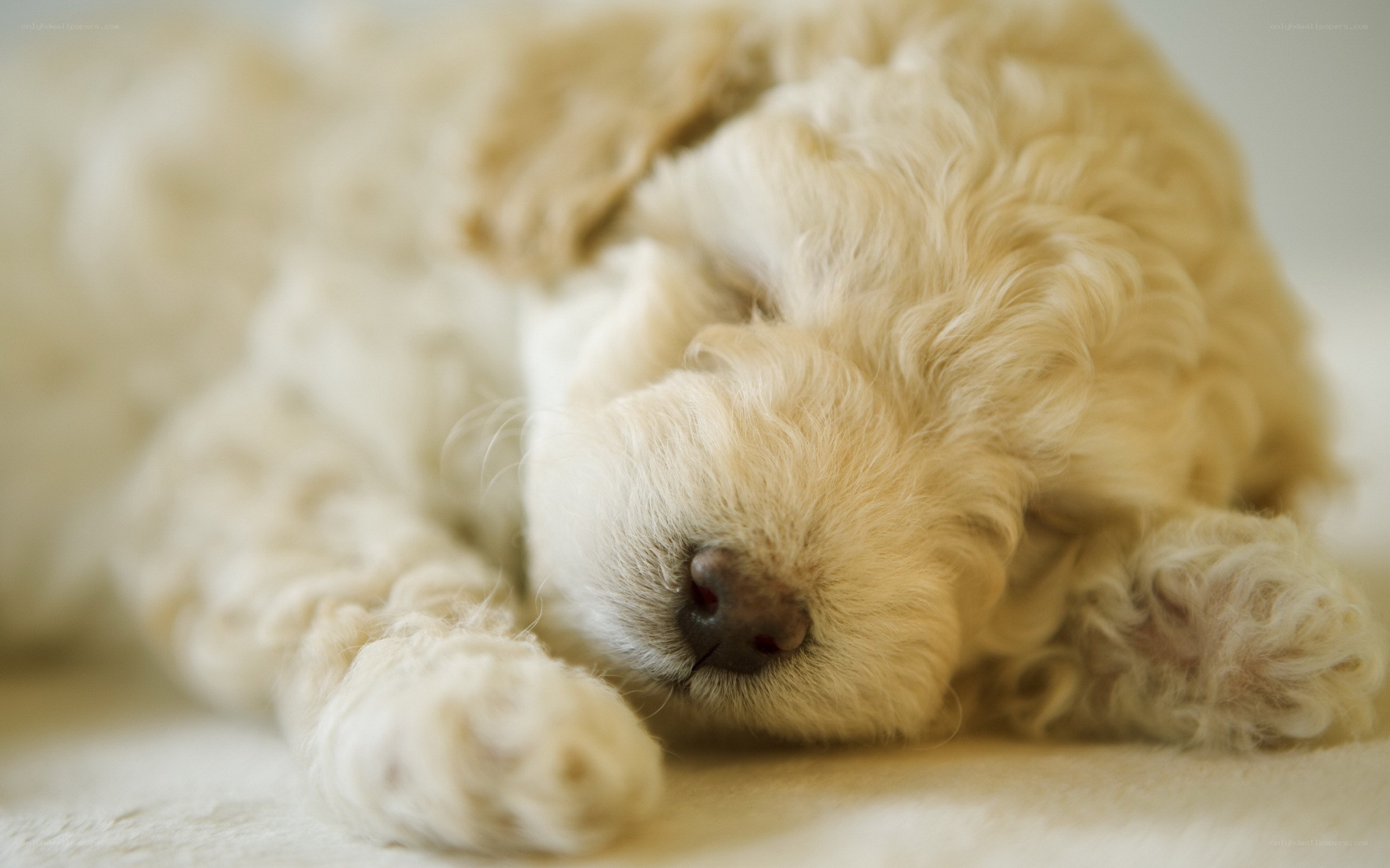 Sleeping puppy on a blanket
