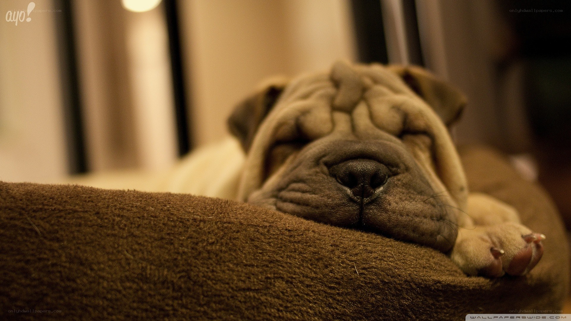 sleeping puppy on a blanket
