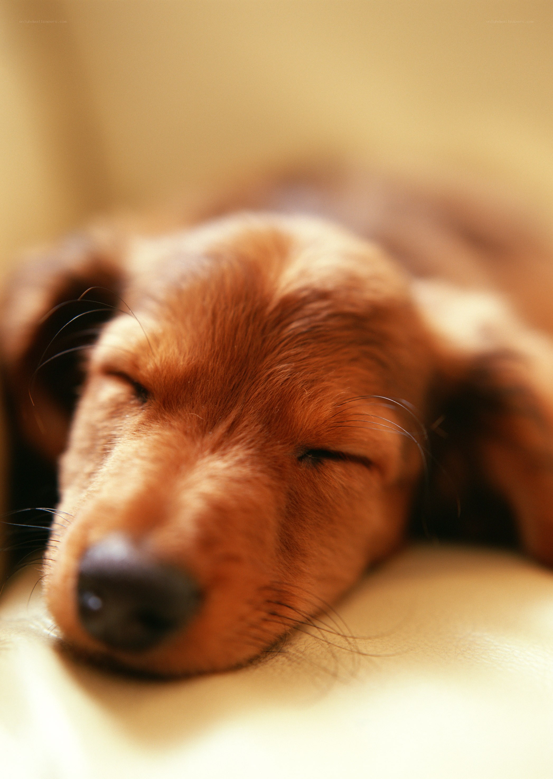 Sleeping puppy on a couch